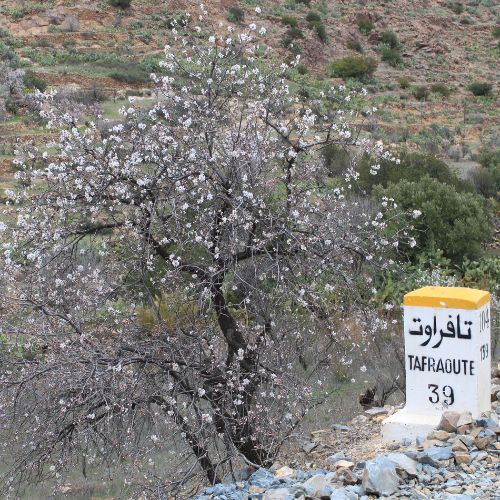 Tafraoute