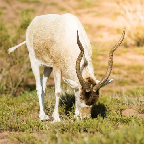 Souss-Massa National Park