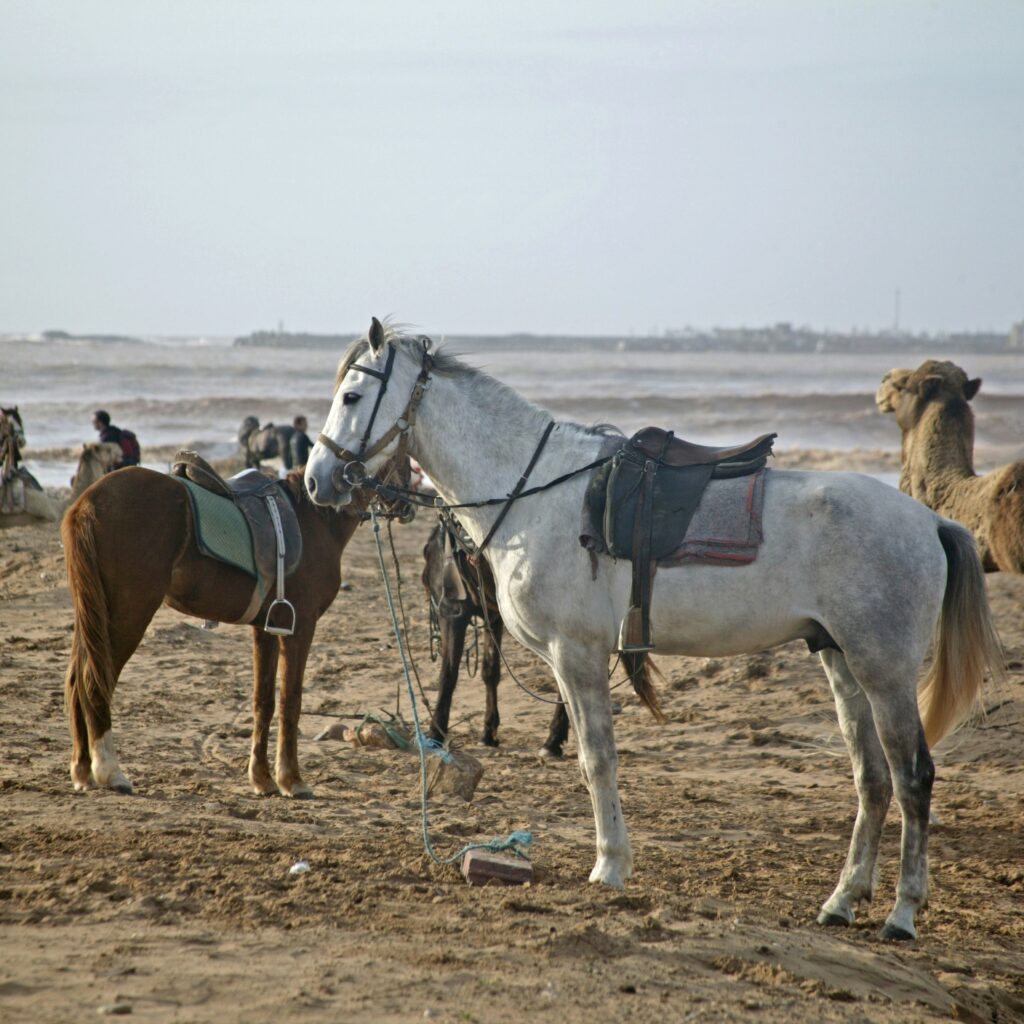 horse-drawn calèche