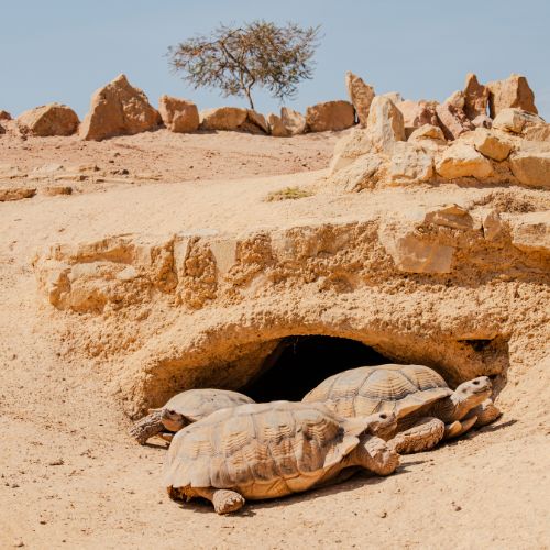 Crocoparc (Crocodile Park)